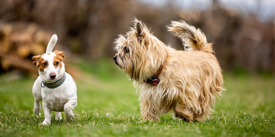 SG - kleine Hunde