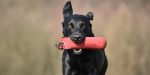 Einsteigerkurs Dummy Training ab 14.09.2025