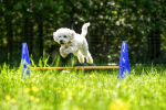 CrossDogging - Team auf 6 Beinen